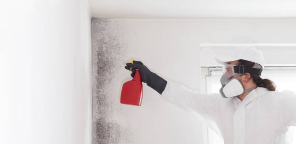 Best Black Mold Removal  in Gardner, IL