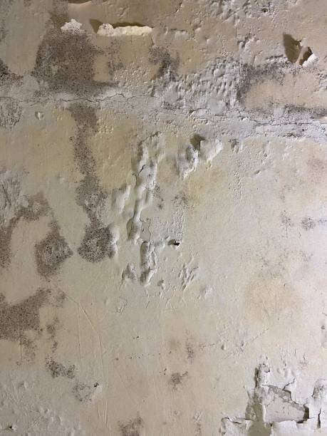 Best Certified Mold Removal  in Gardner, IL