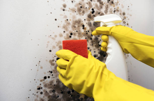Mold Removal and Inspection in Gardner, IL