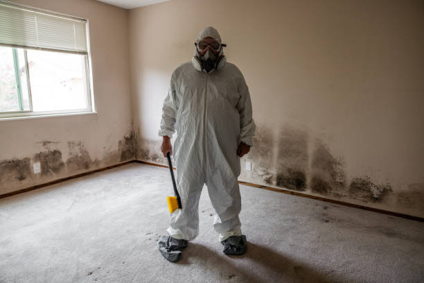 Trusted Gardner, IL Mold Removal Experts