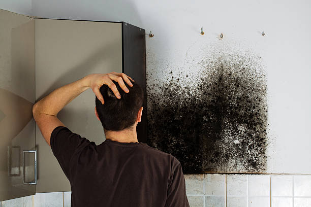 Best Emergency Mold Removal  in Gardner, IL